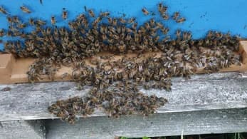 Nos abeilles rassemblées à l'entrée de la ruche