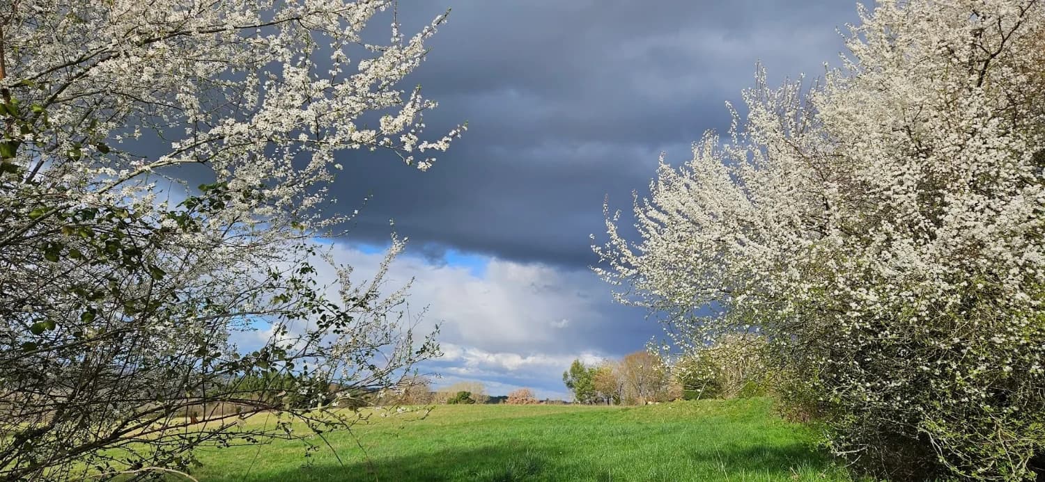 Floraison printanière près de nos ruchers